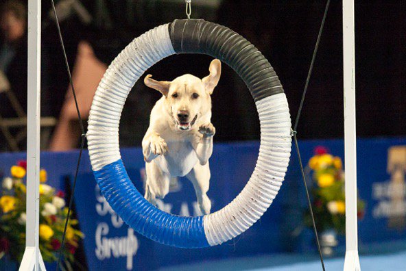 national dog show thenatldogshow twitter
