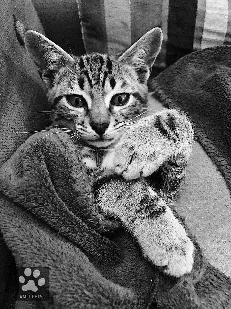 mllpets's tweet image. 😻Lovely #kitten Johnson 😻

🐾#mllpets🐾

🐾 watch my gallery Instagram 
➡️ instagram.com/mllpets/

🐾 watch my video Youtube 
➡️ youtube.com/channel/UCSWql…