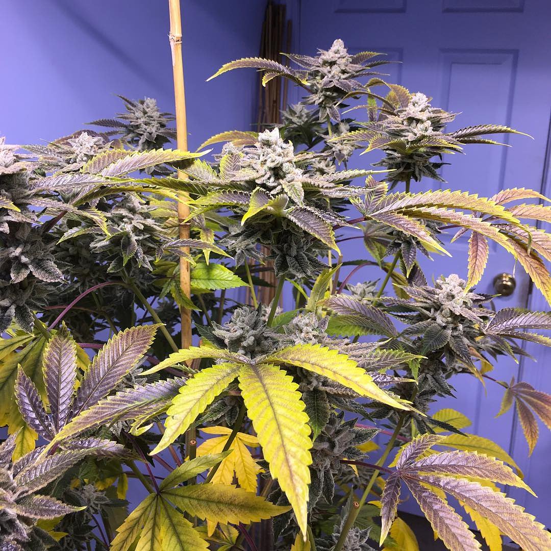 WeedMafiaClub's tweet image. 😍 Beautiful 😍 🌿 follow @weedmafiaclub 
#freetheseeds #thugpuggenetics  #weedstagram420 #highsociety #blaze #cannabiscommunity #blunt #dank #marijuana #cannabis #weed #stayhigh #StayLifted #staystoney #420friendly #420blazeit #WakenBake #dank #blaze #bong #stoners #shatter