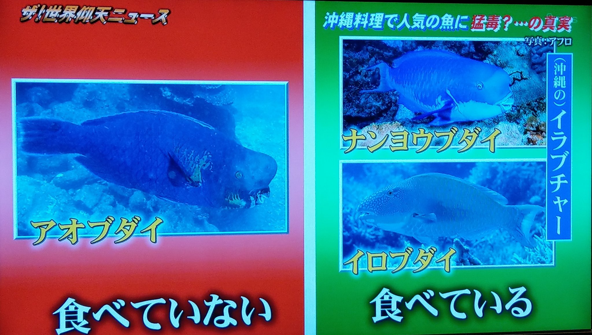 Reddragon7 青ぶ の毒についてtvでやってました 大物でも持ち帰らない魚の一種ですよね 臓物に毒だから身は大丈夫と言われたことあるけどホントなのかなぁ 沖縄でイラブチャーったら ニシキブダイ オビブダイ ハゲブダイじゃなかと