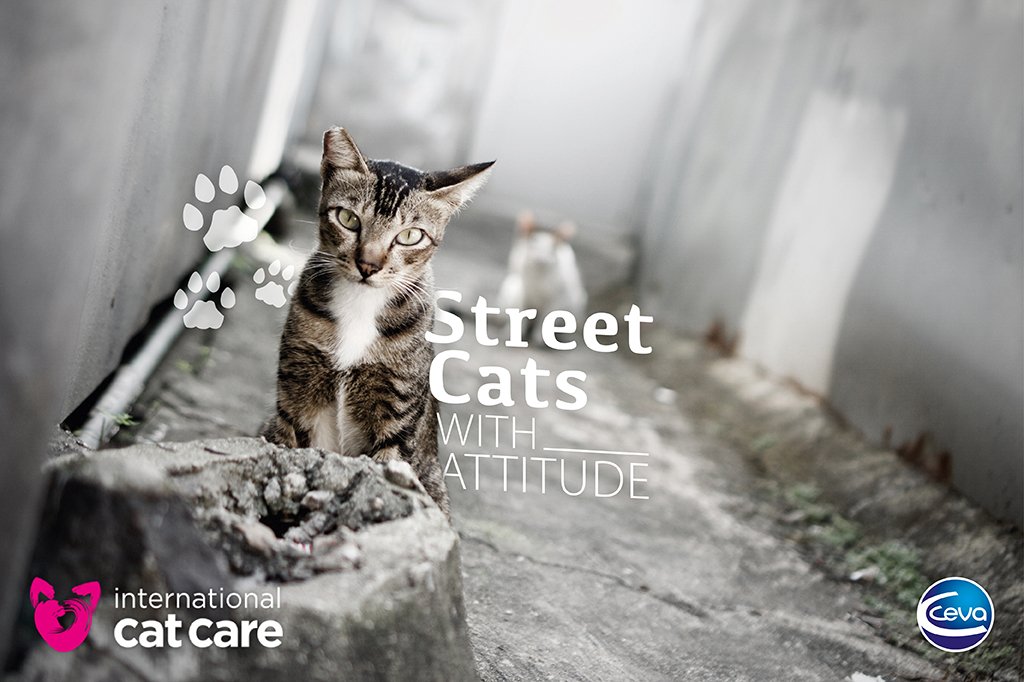 Ceva_France's tweet photo. En France, il y aurait environ 11 millions de #chats errants dans les rues.
Ceva et @iCatCare, croient que tous les chats doivent être traités avec soin, bienveillance et compassion.
Soutenez-les en signant la pétition ! 💕 🐈
https://t.co/pRtyqkIqcu #HealthyAnimals https://t.co/WXGMKlGDra