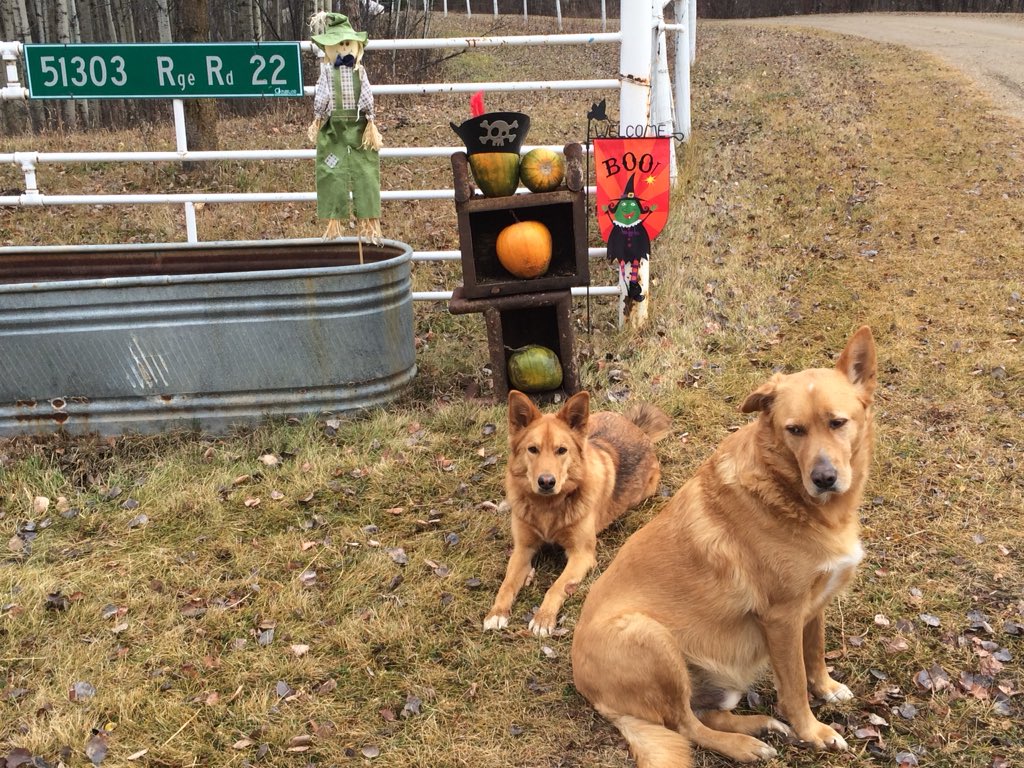 kandieis's tweet photo. Happy Halloween from our dogs to you dogs! #howlinghounds https://t.co/aS5Cp8HVvW
