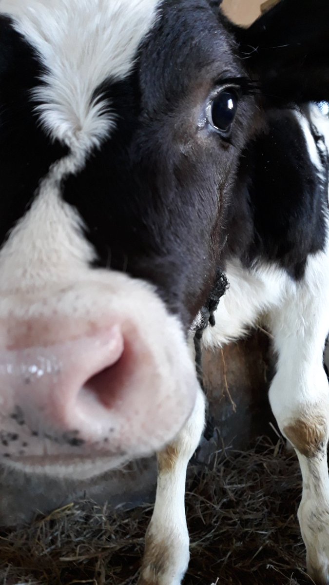 Nosotros también nos sumamos al #MartesdeTerneros 🐄🐮

Foto de un tambo en la localidad de San Vicente.

#Campo #EquipoCARBAP #Ganaderia #Lecheria #CuencaAbasto