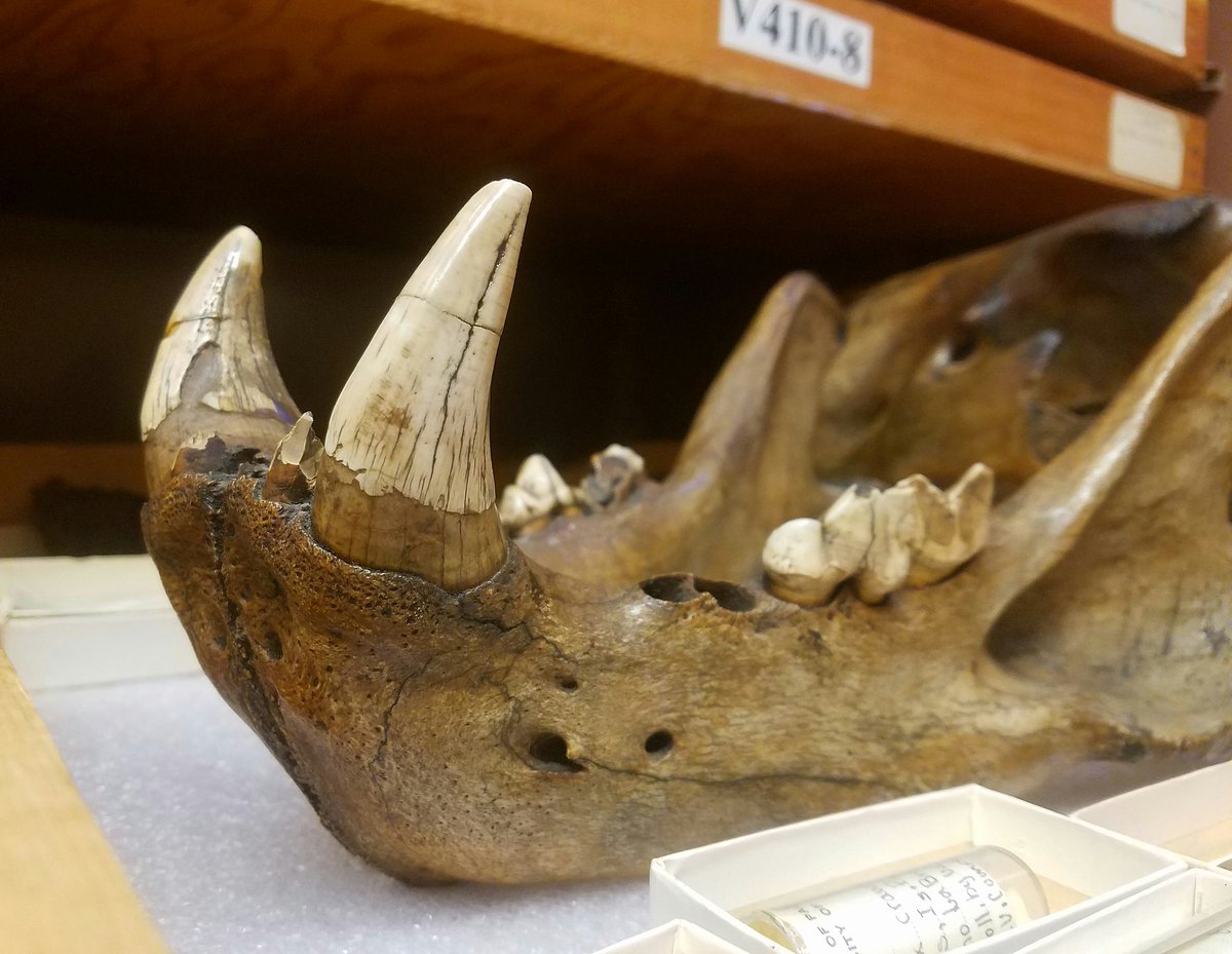DannyAnduza's tweet photo. Here's the lower jaws of an American lion, Panthera atrox.  This individual prowled #LosAngeles between 10K and 20K years ago, when the area was home to a spectacular and diverse array of giant #mammals, on par with Africa's Serengeti -- right here in #California! https://t.co/lHY76IySlo