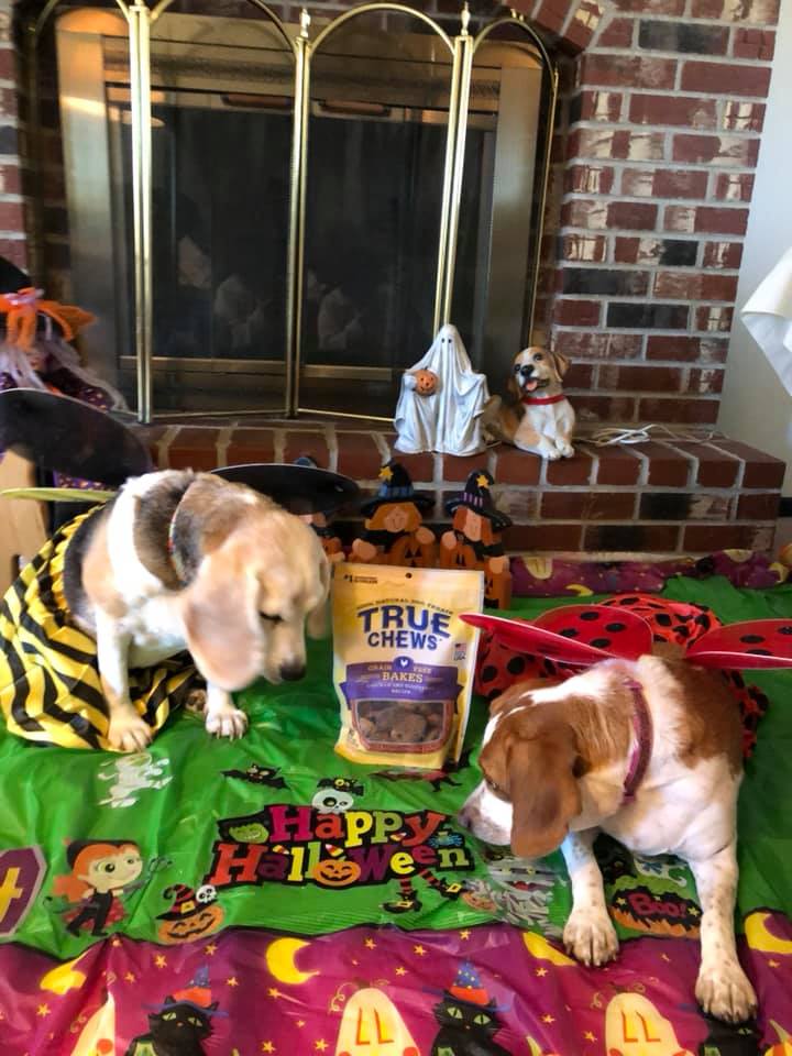 BeagleMom2's tweet photo. #ChewyInfluencer
Frum us Beaglebratz Ladiez - it took a bit butt we finally convinced our mom we needed help to git this dun-
https://t.co/8Vh2caba3G https://t.co/Ti1VPt6RAJ