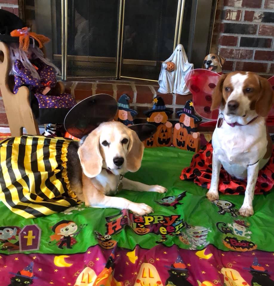 BeagleMom2's tweet photo. #ChewyInfluencer
Frum us Beaglebratz Ladiez - it took a bit butt we finally convinced our mom we needed help to git this dun-
https://t.co/8Vh2caba3G https://t.co/Ti1VPt6RAJ