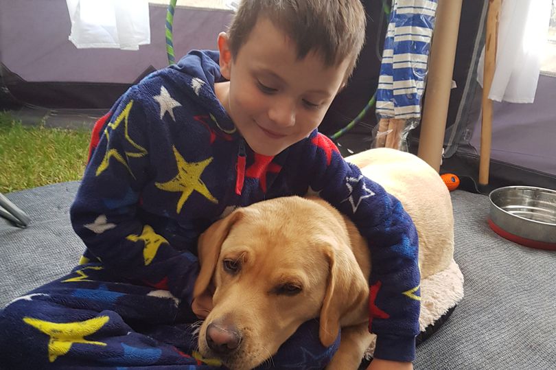 destinyofachild's tweet photo. An incredible heart-warming story about @DogsForGoodUK #autismassistancedog dog Denby (who the wonderful Destiny of a Child supporters helped sponsor!), and how he's changed the life of Ty and his family 💚

https://t.co/DGxFa19DeO https://t.co/2T2ist8hgL