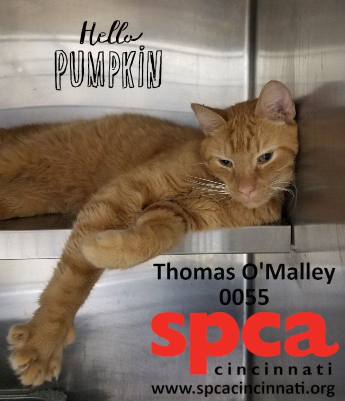 SPCACincinnati's tweet image. Thomas is a MOOD! 😻🎃, 
📸: photo by Katie Mosure.
.
#AdoptMe #SPCACincinnati #AdoptablePets