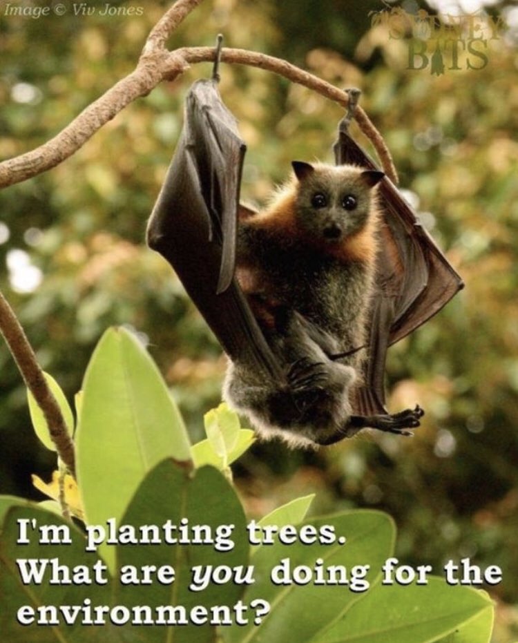 BatConservancy's tweet photo. Well?! Fruit bats are responsible for up to 90% of reforestation in their respective ranges. Just living their lives supports so many other species! How could anyone not appreciate them?!
#BatWeek https://t.co/dSNYdqijmD