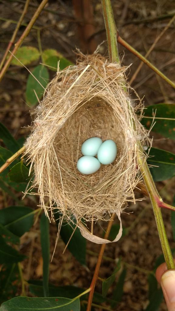 TayoAdeg's tweet photo. Fieldtrip discoveries..Robber fly on Gonipterus and blue eggs😀 https://t.co/PxOLuwP0EO