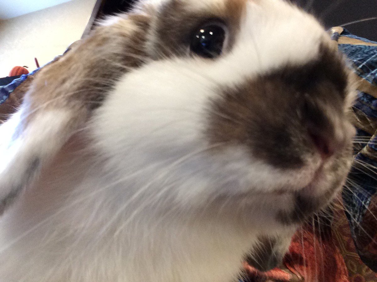 Bella is the sweetest thing and she knows it too! She's been having so much fun hopping around and being held by our residents. They all appreciate her company so much!