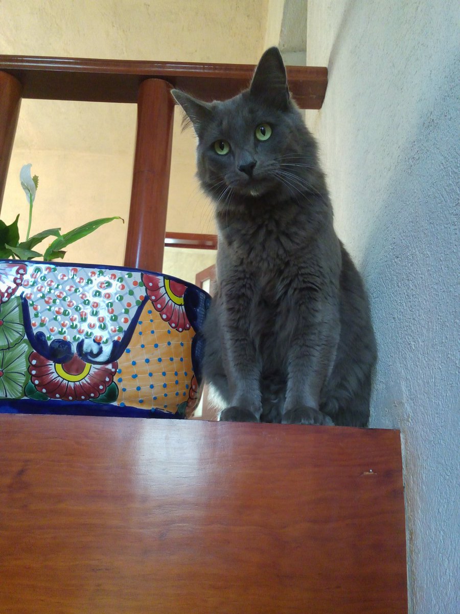 LjRhode's tweet photo. @tiendadelgato Mis hermosas niñas😍😍😍 https://t.co/OndbBuxMzU