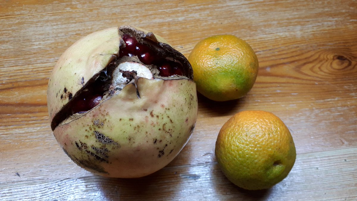 maria2torres's tweet image. Temps de #magranes, #mandarines i #codonys!
#Eivissa
#TotsSants