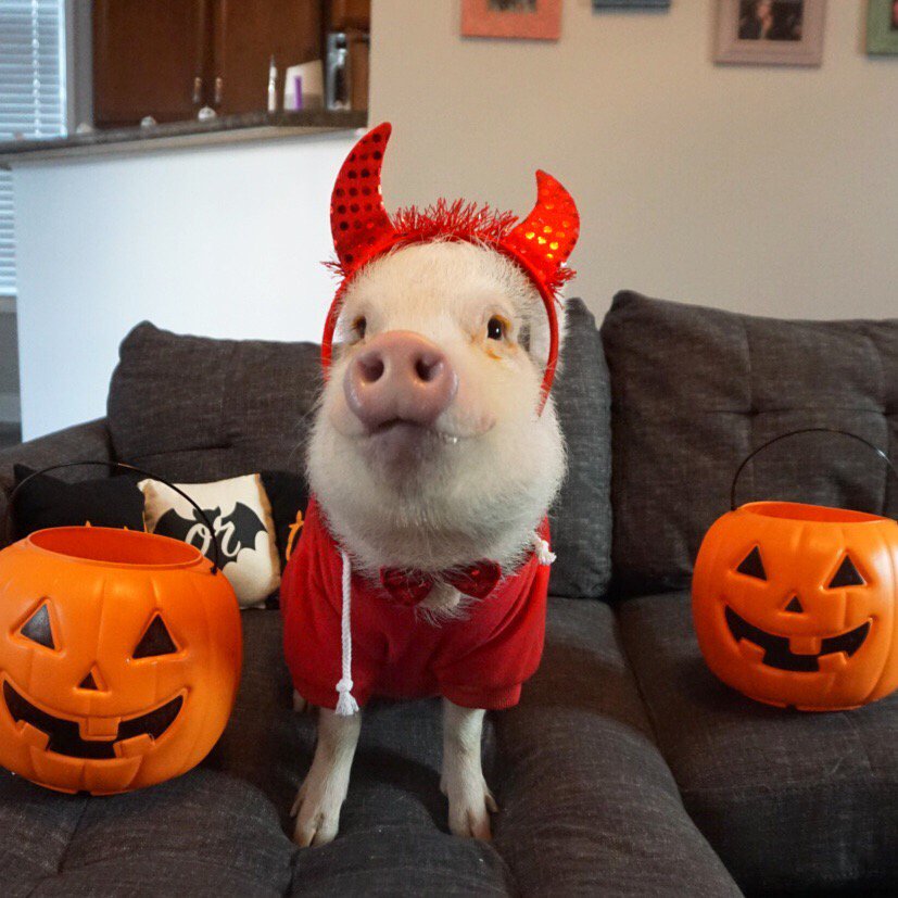 Mommy’s little devil
______________________
#diyhalloween #diyhalloweencostume  #funnyanimals #pawsome #trickortreating #hallowseve  #cuteaf #funnyanimals #dodooftheday #trickortreating  #cuteanimal #halloweentime #halloweenideas #halloween🎃 #halloweeniscoming #ilovehalloween