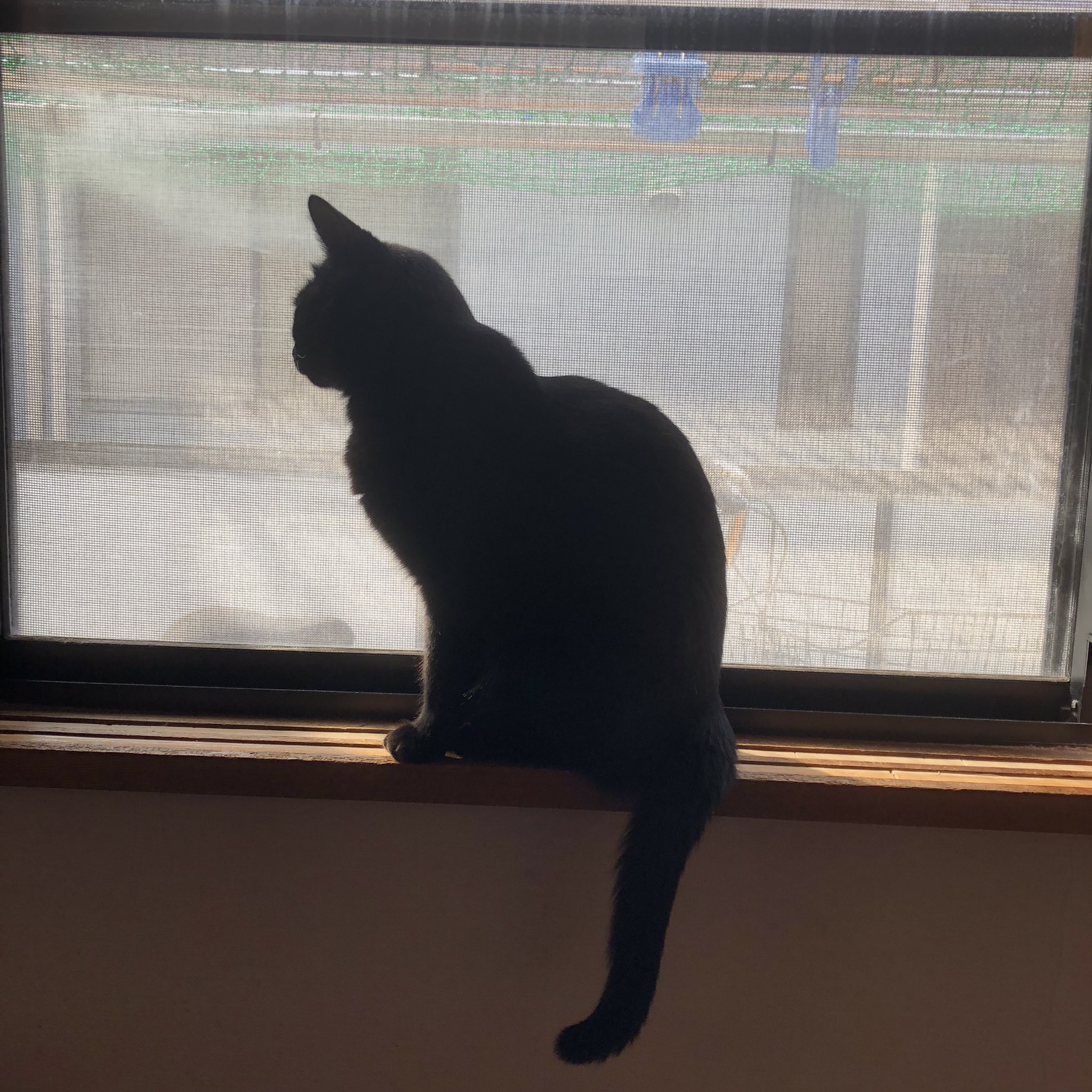 猫のシルエット Twitter Search Twitter