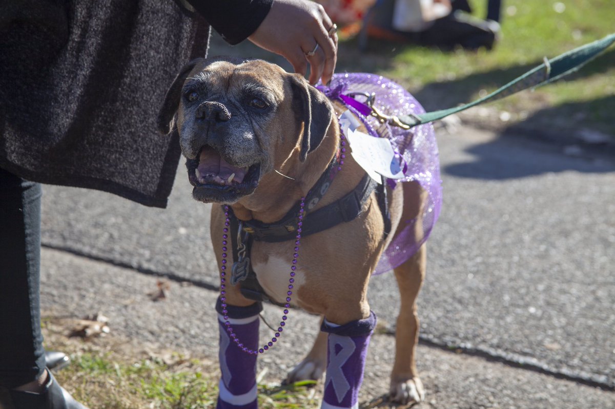 aucampuslife's tweet photo. . @AUrecfit’s Pups and Pumpkins parade on the Quad with Trudy (the #DVAMDOG), Ellie (Batman), Bear (the pumpkin), and more. Make a pumpkin and get free hot cider from @TheBridgeCafeAU. #YourHomeAU https://t.co/OVO3uzlI1p
