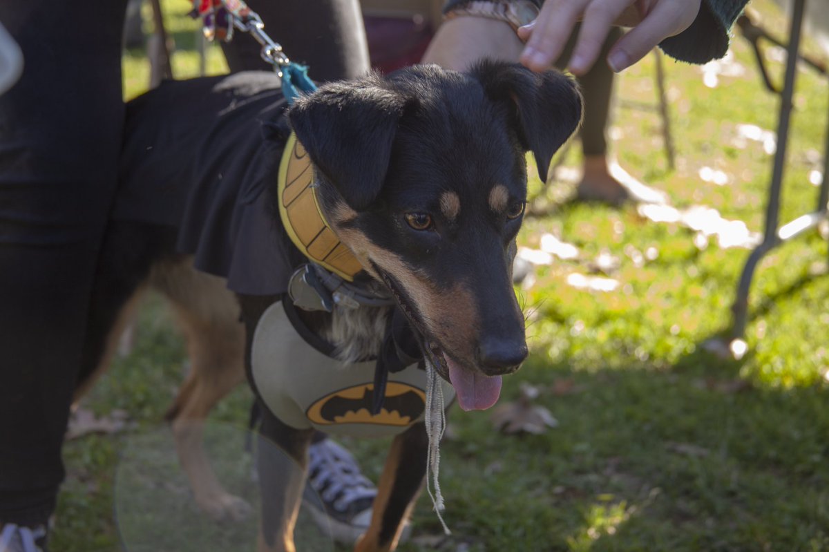 aucampuslife's tweet photo. . @AUrecfit’s Pups and Pumpkins parade on the Quad with Trudy (the #DVAMDOG), Ellie (Batman), Bear (the pumpkin), and more. Make a pumpkin and get free hot cider from @TheBridgeCafeAU. #YourHomeAU https://t.co/OVO3uzlI1p