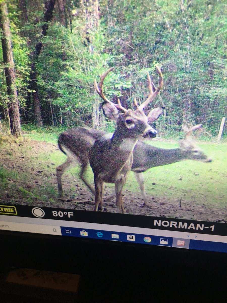 MuleBow's tweet photo. First camera pull on the Mississippi Gulf Coast, has me excited! #Mississippi #whitetail #bowhunting https://t.co/a7JuJtARRT