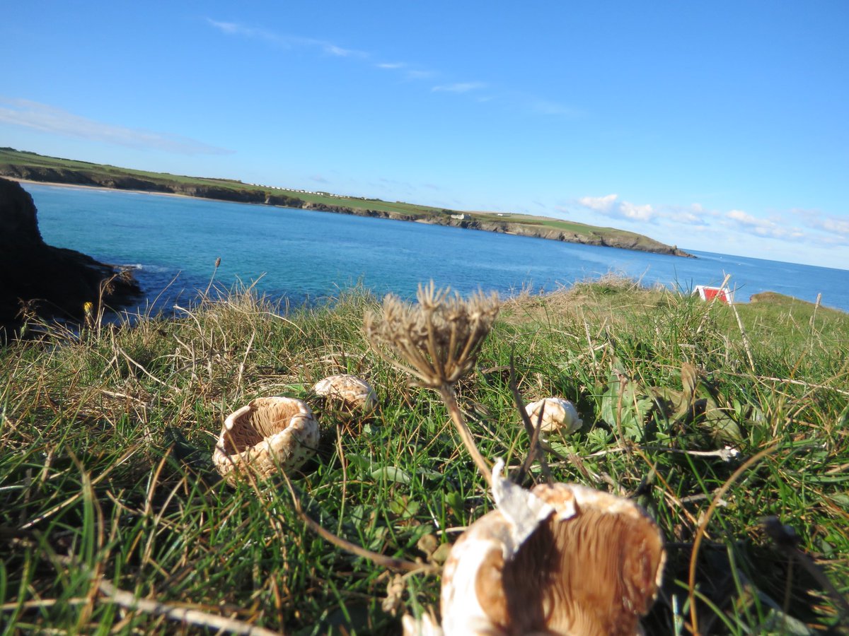 CowriesStMerryn's tweet photo. Amazing what you find on a cliff top #Harlyn #autumn #walks #sunshine #Mushroom or #toadstool ??🍄 https://t.co/7hWTLTRYmS