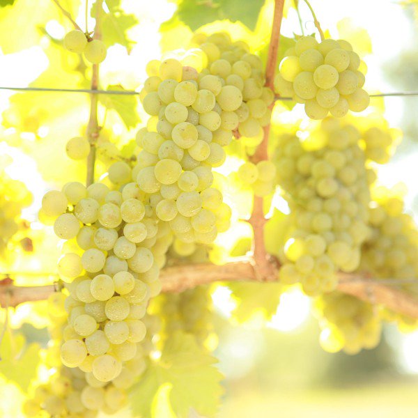 DoubleAVineyard's tweet photo. Hi! Names Sauvignon Blanc. I’ve got a distinctive, memorable pallet and aromatic nose. I’ve been all over the world-I’m kind of a big deal. If you like a complex dry white wine-we’re good for each other. Hit me up at https://t.co/YHKQTiheex #SwipeRight #GrapeHumor #TinderTuesdays https://t.co/YwybizJuHY