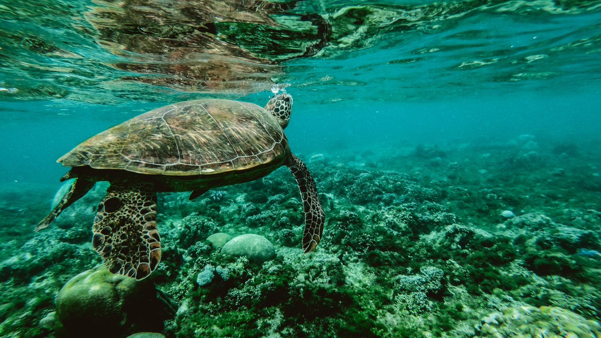 Big Win for #Fishing Communities and #Turtles in Baja California Sur #Mexico: Don Diego #Seabed #Mining permit rejected earthworks.org/blog/an-import… #oceans #seabedmining #DonDiego