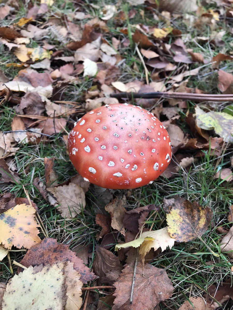alexbeilby's tweet photo. Great day out at @nationaltrust Leith Hill, looking at various ways the landscape is being managed for wildlife. Loads of Redwing and Fieldfare about, and some beautiful fungi. Highlight of the day being a small flock of Brambling. #MScWildMan https://t.co/iOnxrAZVLH