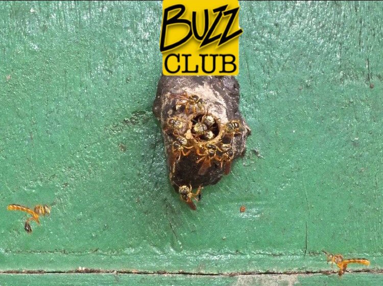 TomGREENbiology's tweet photo. When the bouncer doesn’t let you into the club, just remember, he’s only protecting his nest entrance https://t.co/aO84wrzYvI
#ebe2018 #stingless #bees https://t.co/hBM3lzIA3m
