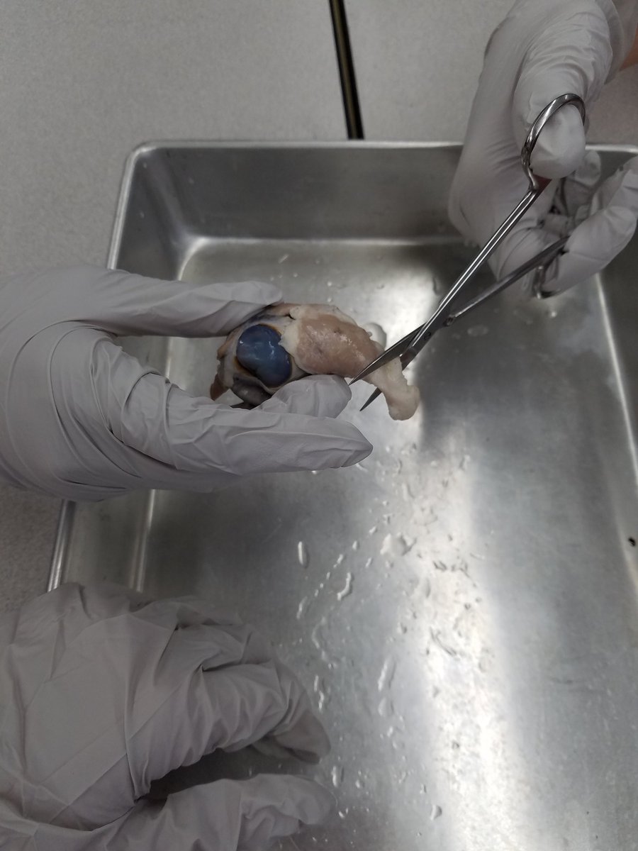 Investigating cows eyes in science