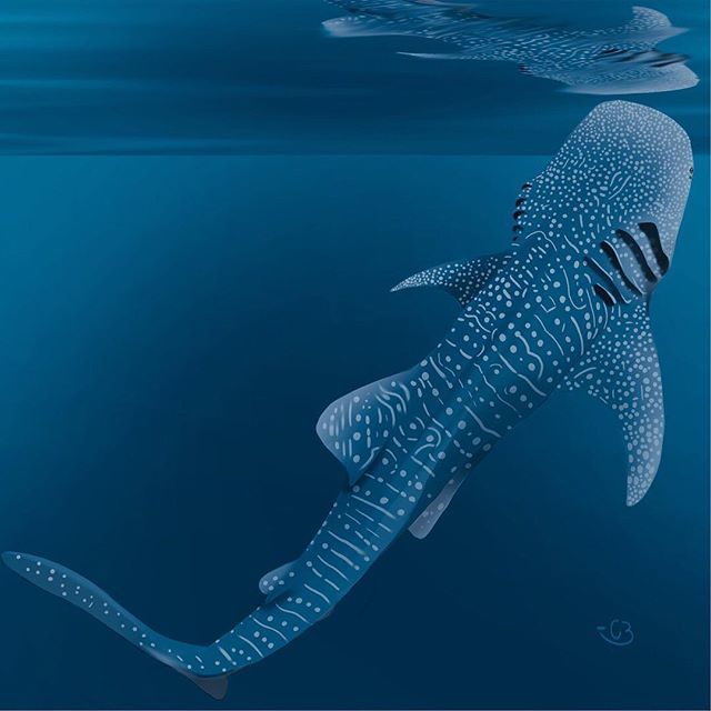 SketchableApp's tweet image. Beautiful rendition of a whale shark by @cretaceous_waters #shark #sketchableapp #sketchable #digitalart ift.tt/2Q833Fk
