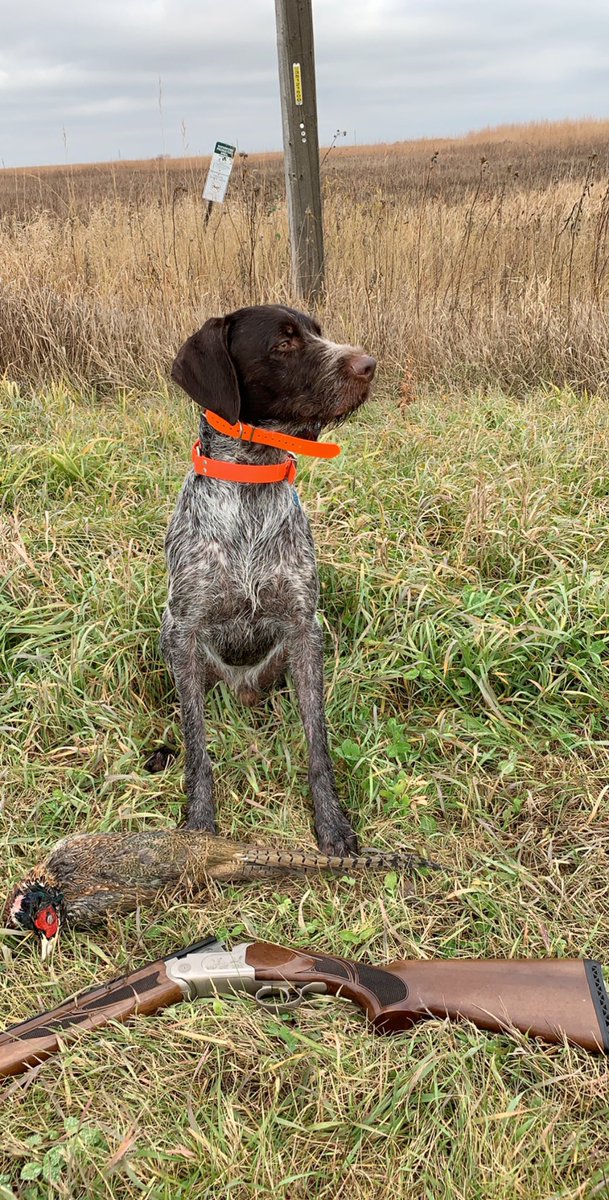 APWBauer's tweet image. MN public land young rooster. Jake tracked him for 1/2 mile. Gun operator screwed up and missed the second rooster (and the 3 others he pointed) Good boy Jake. 
@pheasants4ever @BobStPierre
