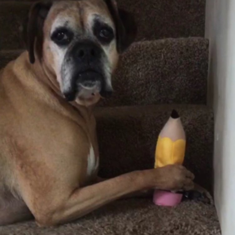 weirdostace's tweet photo. Free for testing purposes lasted about an hour. #bigdogproblems #barkboxinfluenster #complimentary #contest #barkbox @Influenster @barkbox https://t.co/7ClZ1fsg5q