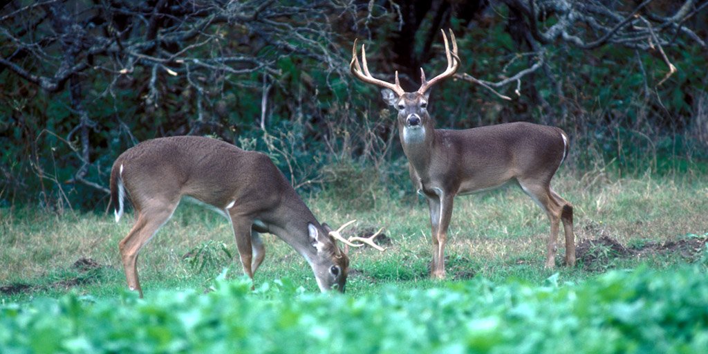 TPWDnews's tweet image. General #DeerSeason kicks off Saturday. New plant growth in the aftermath of recent storms should provide a boost for white-tailed deer: bit.ly/DeerSeason18

#HuntTx