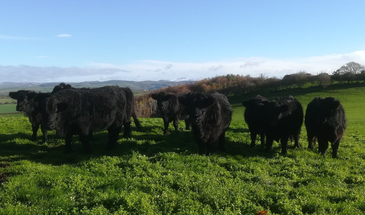 @Brexitandourland response done <a href="/Welsh_Blacks/">Gwartheg Duon Cymreig | Welsh Black Cattle</a> @nativebreeds sustainable local produce must be the way forward. Dyfodol cefngwlad Cymru.
