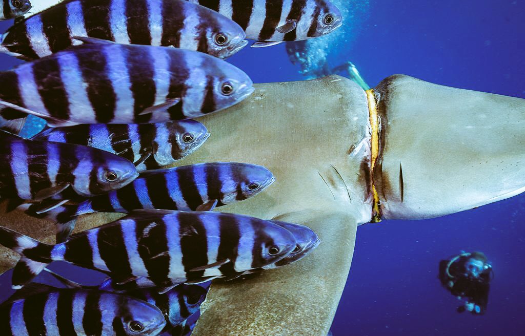 Hitting the media: shocking photos of a Red Sea shark growing despite being choked by a ring of #plastic

We all need to work harder to stop plastic from ever getting on shelf.  Our animals and sea creatures have been decimated

#TurnOffThePlasticTap.  Now, not tomorrow