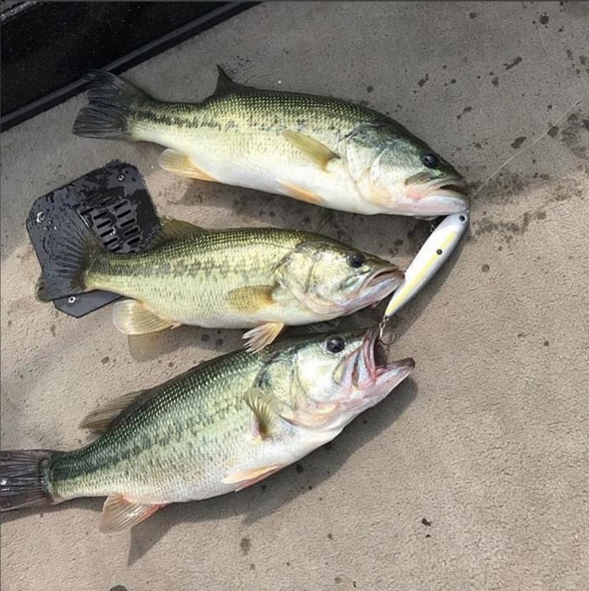 WOAH! Is this luck or skill? Maybe a combination of both?

Have you ever caught three fish on one bait? (Alabama Rigs don't count)

#fishing #bassfishing #tripledup #largemouthbass #largemouth #topwater
📷: Via Instagram <a href="/Bor_outdoors/">Bor Outdoors</a>