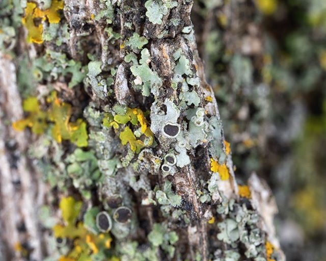 The #Lichen on this tree looked really cool! It reminded me of #barnacles under a boat! ⛵️💚🌲 #macro #detail #details #TeamCanon #samjwilliams #nature #macro_freaks #macroclique #electric_macro #onceupon_a_macro #exclusive_world_macro #explore_macro #… ift.tt/2CQt0W1