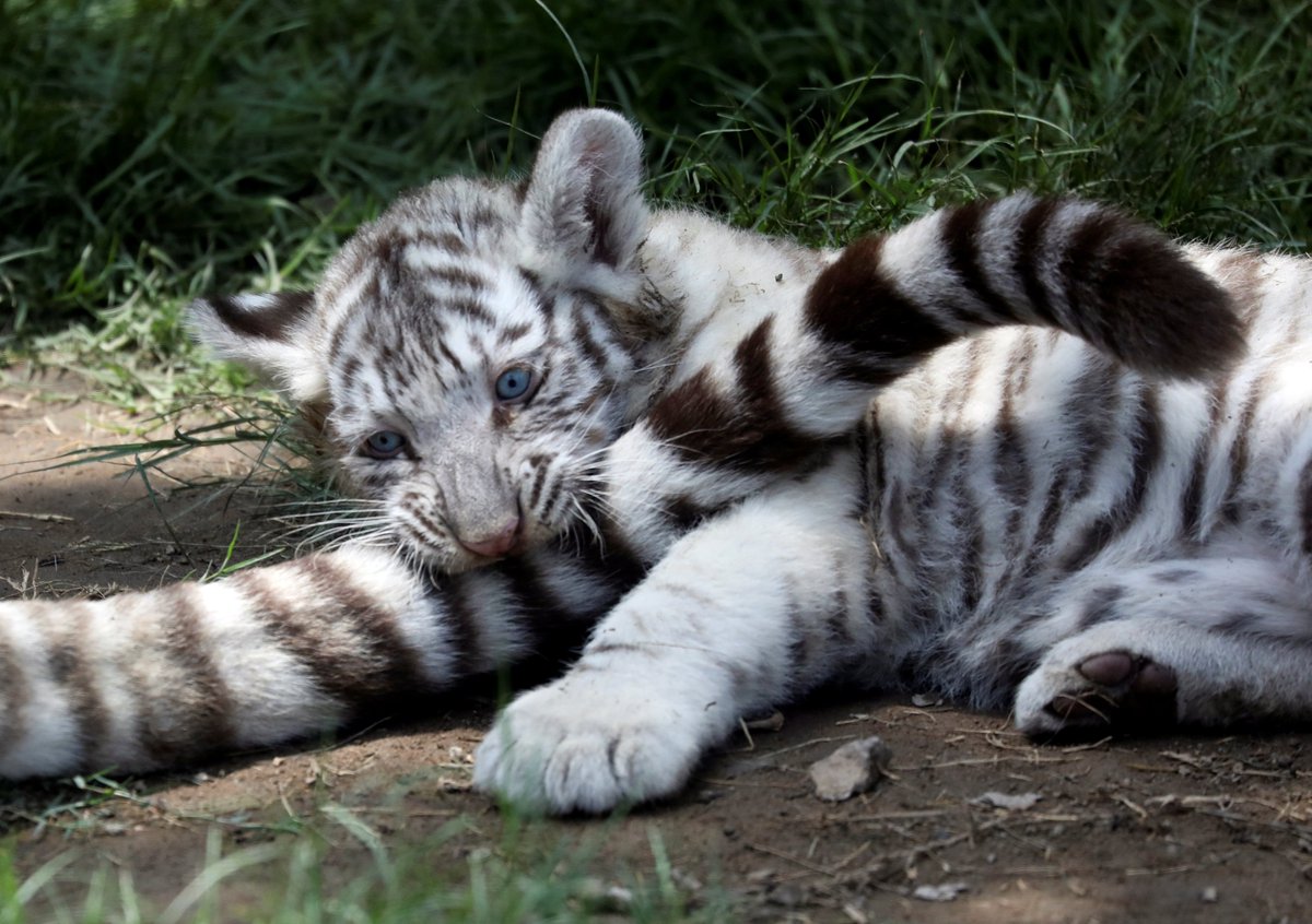 A zoo in Peru welcomed three rare white Bengal tiger cubs 🧡 Bengal tigers  are: 🐯 the only tigers that can have white fur 🐯 endangered, numbering  only 2,500 🐯 threatened by poaching and deforestation, image size:1200x846