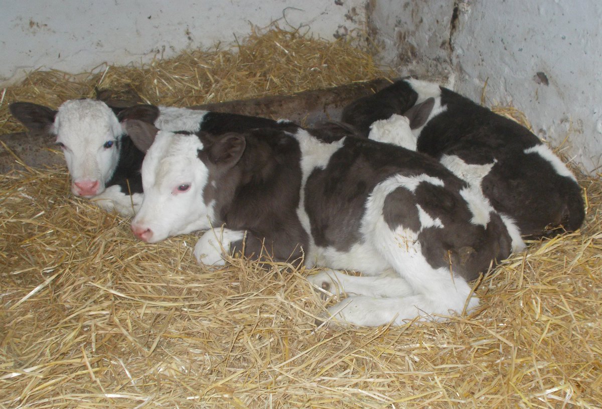 Brentingbyfarm's tweet image. A jumble of Simmentals? A jigsaw of Simmentals? Currently logged in diary as '(eye) patches no saddle', 'patches and saddle' and 'saddle no patches'. 3 nice bulls by Falondene Cincinnati @cogentbreeding #qualitybeef