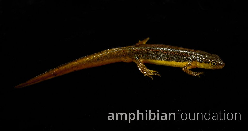 markmandica's tweet photo. Striped Newt, Notophthalmus perstriatus

These cute little things are part of our captive propagation initiatives for native US #amphibian species. We are lucky to work with many other passionate #conservation partners as part of the #StripedNewtRepatriationProject

#EftUp https://t.co/SaxeVLdz6g