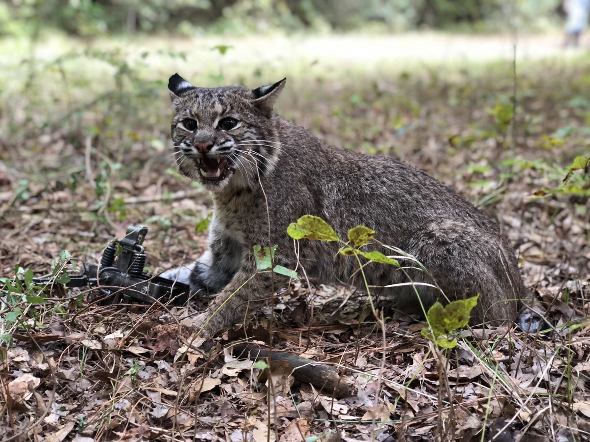 Another good looking cat turned  loose today.