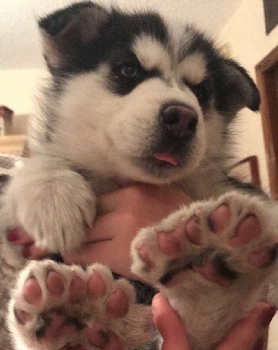 dog_rates's tweet image. This is Katara. She has too many toe beans. One of the rarest puppos out right now. 14/10 would pet for good luck