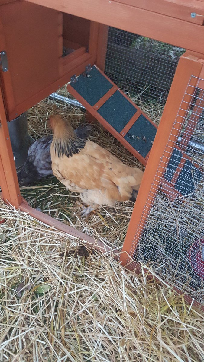 nancyhacker's tweet image. ❤ these 🐥's