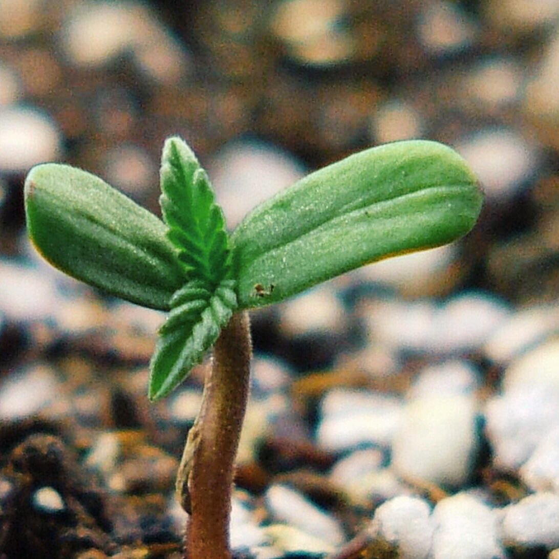 cannwise1's tweet photo. We all have the right to health care, to be educated, we all have the right to be informed with the truth, and we all have the right to choose what we think is best for us. 💚
#cannwise
#onlysmokethefinest #topshelflife #staylifted #canadiancannabis https://t.co/MWOTgkeg00