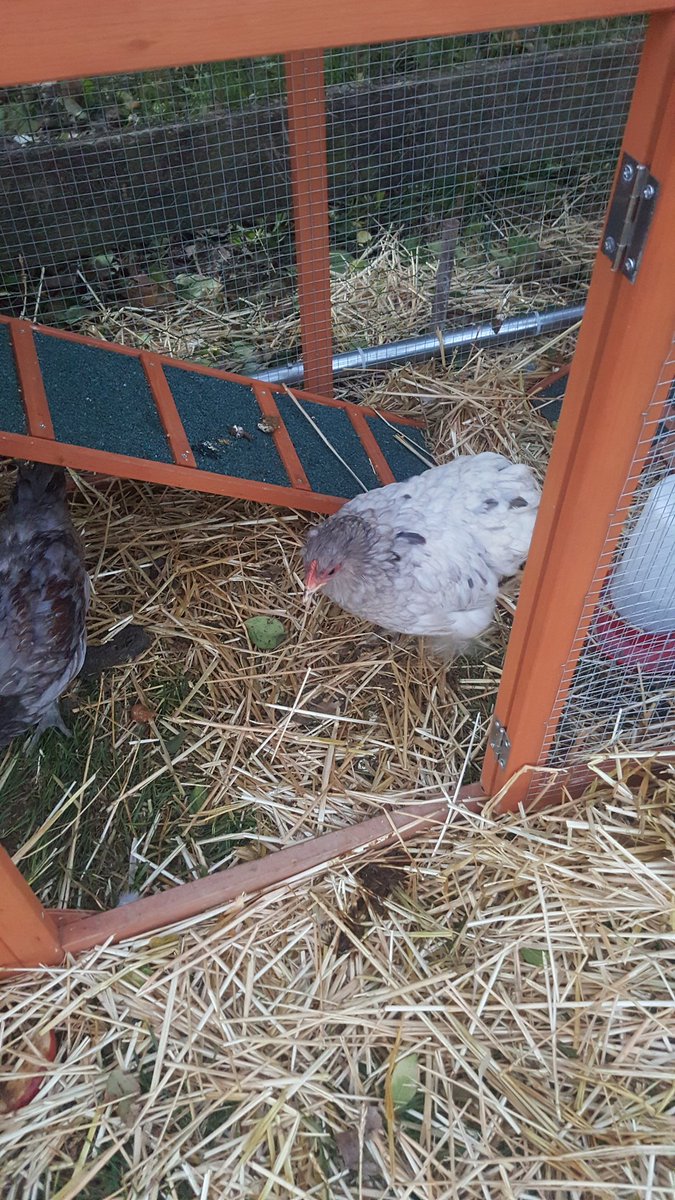 nancyhacker's tweet image. ❤ these 🐥's