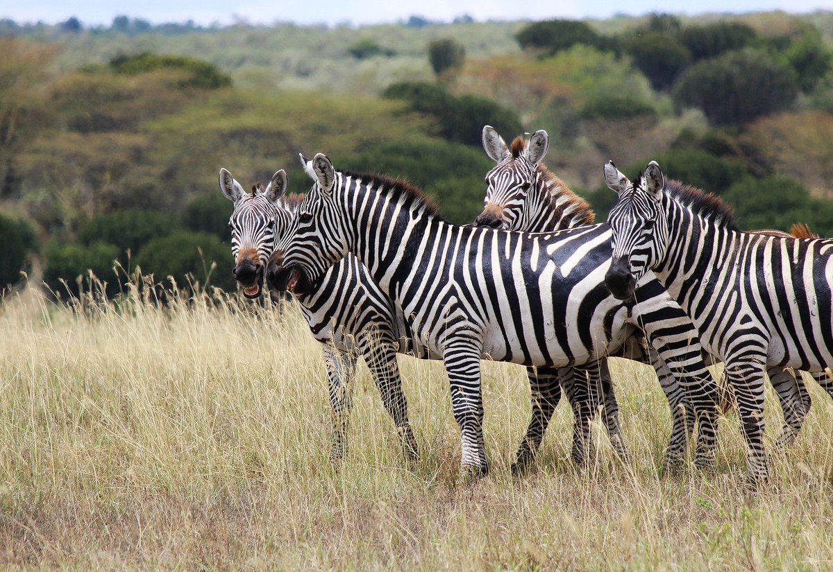 Drive on the Left (@driveonleft) on Twitter photo Giraffes, lions, and... almost dying? <a href="/JustinLaurenXO/">Lauren Yakiwchuk | Justin Plus Lauren</a> had so many incredible adventures in Kenya, making it her best trip to date. Learn why it gave her the confidence & courage to leap outside of her comfort zone! buff.ly/2Rt4Wgb <a href="/YZsafaris/">Yellow Zebra Safaris</a> #TanzaniaWithYZS #Travel #ttot Giraffes, lions, and... almost dying? <a href="/JustinLaurenXO/">Lauren Yakiwchuk | Justin Plus Lauren</a> had so many incredible adventures in Kenya, making it her best trip to date. Learn why it gave her the confidence & courage to leap outside of her comfort zone! buff.ly/2Rt4Wgb <a href="/YZsafaris/">Yellow Zebra Safaris</a> #TanzaniaWithYZS #Travel #ttot