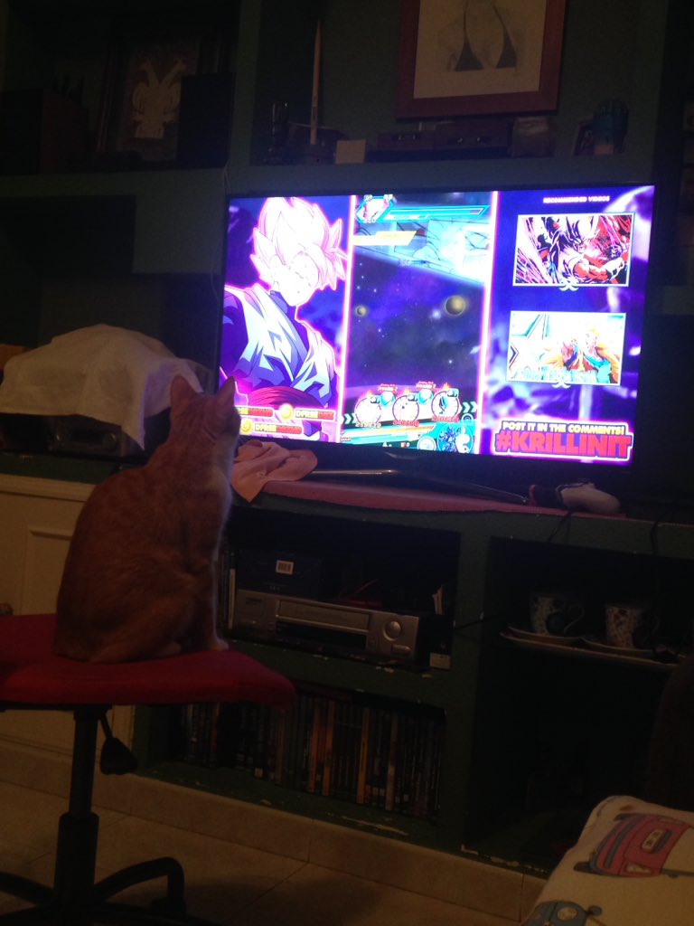 carlos_cuyas's tweet image. My cat also loves watching your videos @DFreeDBZHD