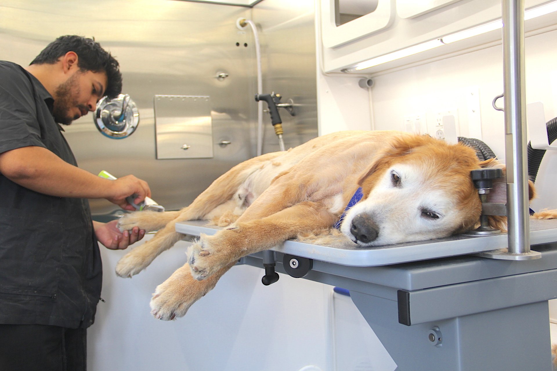 kings mobile pet spa