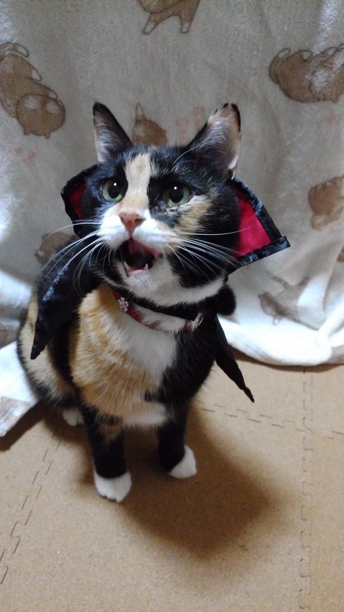 猫あんみつ あんみついったー とりっくおあとりーとぉ おやつくれなきゃ全ての毛布をモミモミしながら吸ってやるにゃ やっぱりおやつもほしいにゃ ハッピーハロウィン ハロウィン ドラキュラ ねこ 猫 ネコ あんみつ猫 おやつ大好き 欲張り でも 猫あんみつ あんみついったー とりっくおあとりーとぉ おやつくれなきゃ全ての毛布をモミモミしながら吸ってやるにゃ やっぱりおやつもほしいにゃ ハッピーハロウィン ハロウィン ドラキュラ ねこ 猫 ネコ あんみつ猫 おやつ大好き 欲張り でも