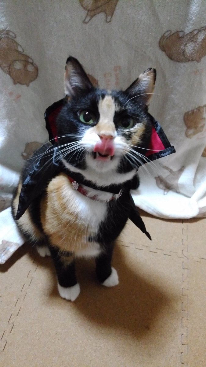 猫あんみつ あんみついったー Ar Twitter とりっくおあとりーとぉ おやつくれなきゃ全ての毛布をモミモミしながら吸ってやるにゃ やっぱりおやつもほしいにゃ ハッピーハロウィン ハロウィン ドラキュラ ねこ 猫 ネコ あんみつ猫 おやつ大好き 欲張り でも