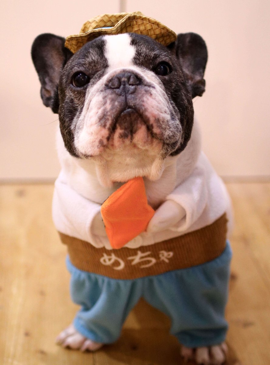 めちゃコミック めちゃコミ Sur Twitter 11月2日 フレンチブルドッグのイベント ぶる祭 に参加します めちゃコミック Line とお友達になると リニューアルした めちゃ犬 立ちぐるみをプレゼント 個数限定 早い者勝ちです 詳細はこちらから